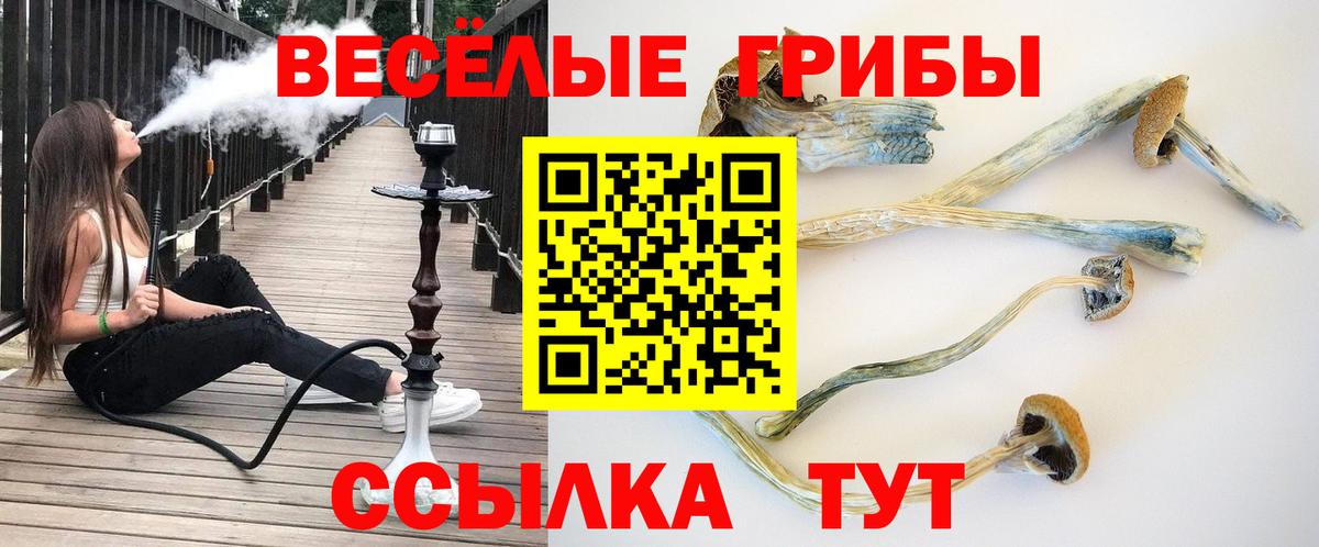 Псилоцибиновые грибы Psilocybine cubensis Каспийск